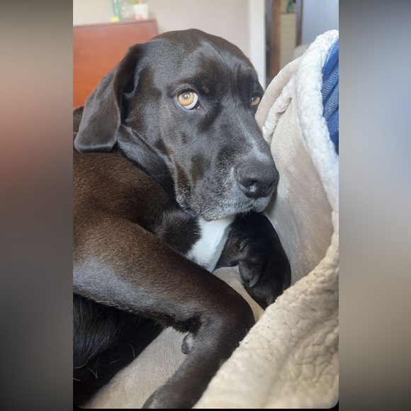 Meet your Posher, Ashley - Picture 4 of 6